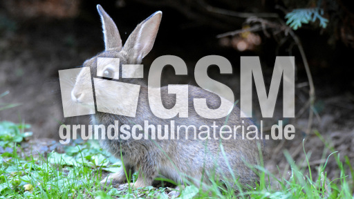 Junges_Wildkaninchen (6).jpg